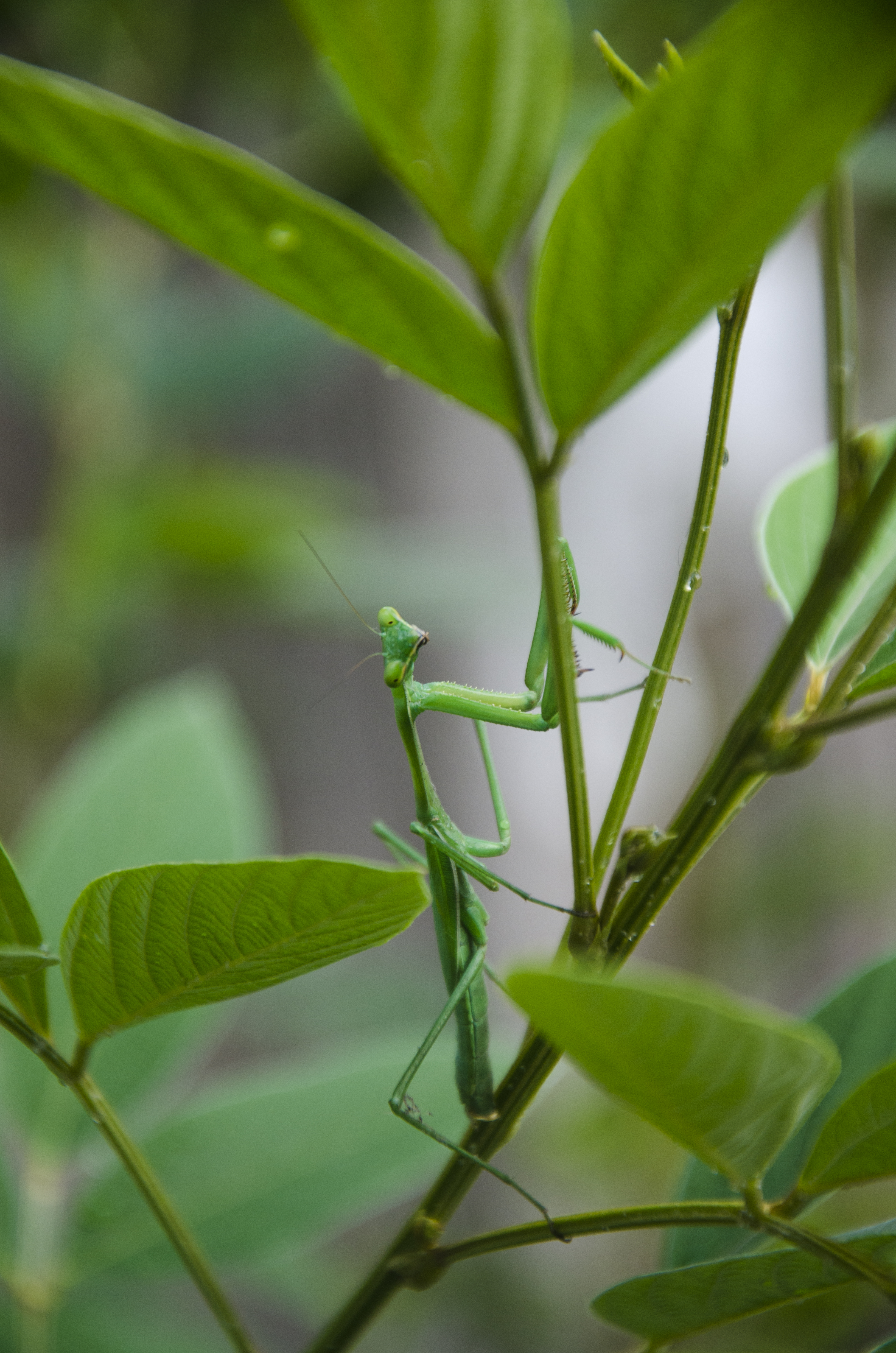 Taxonomy and evolution