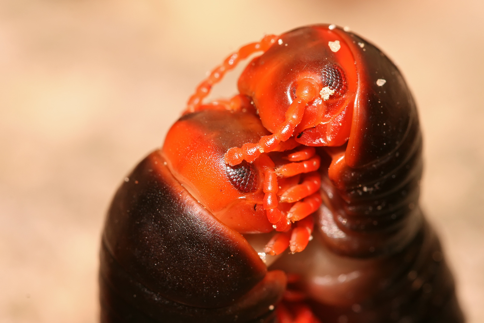 Reproduction and growth