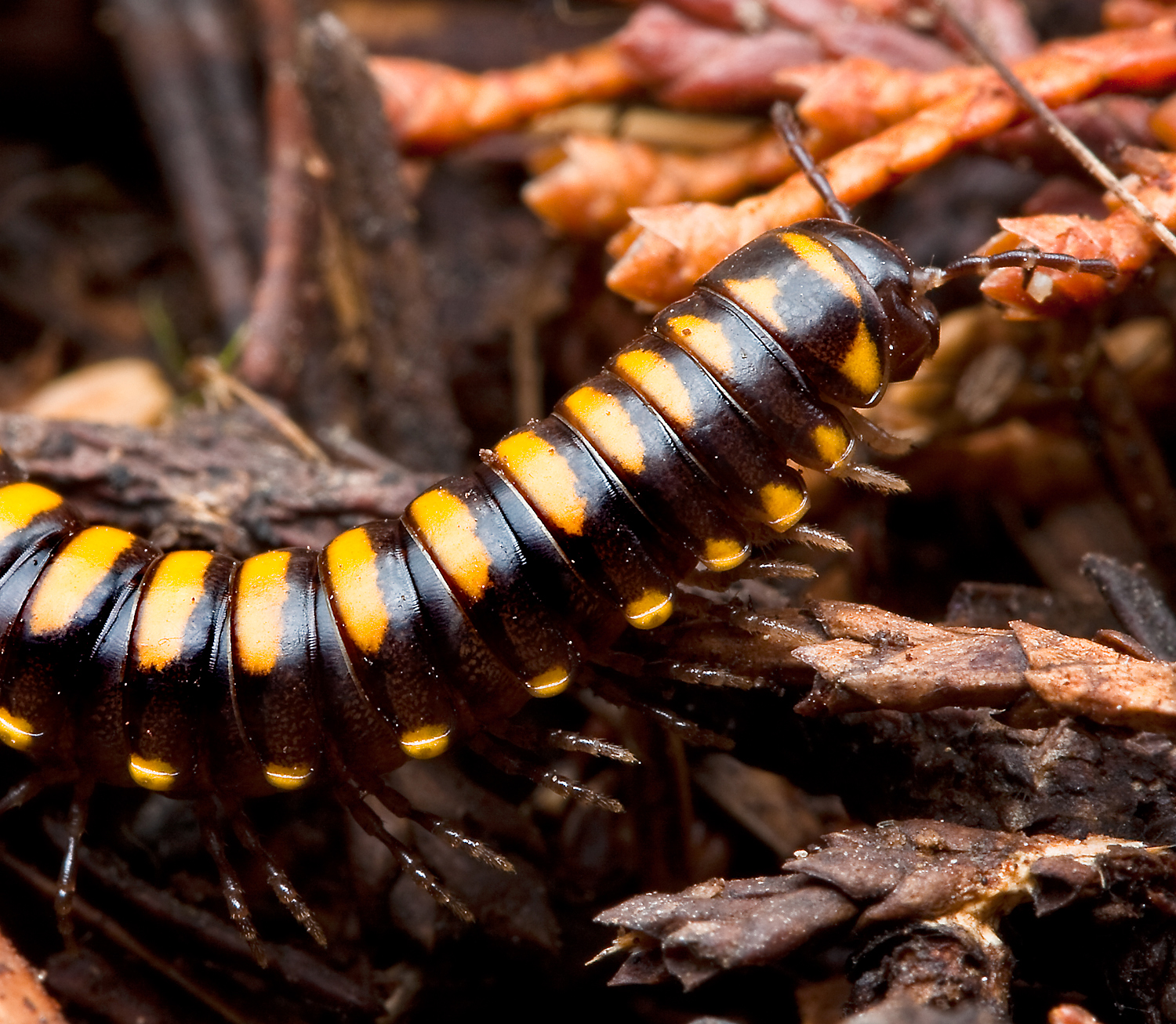 Subfamily Xystodesminae