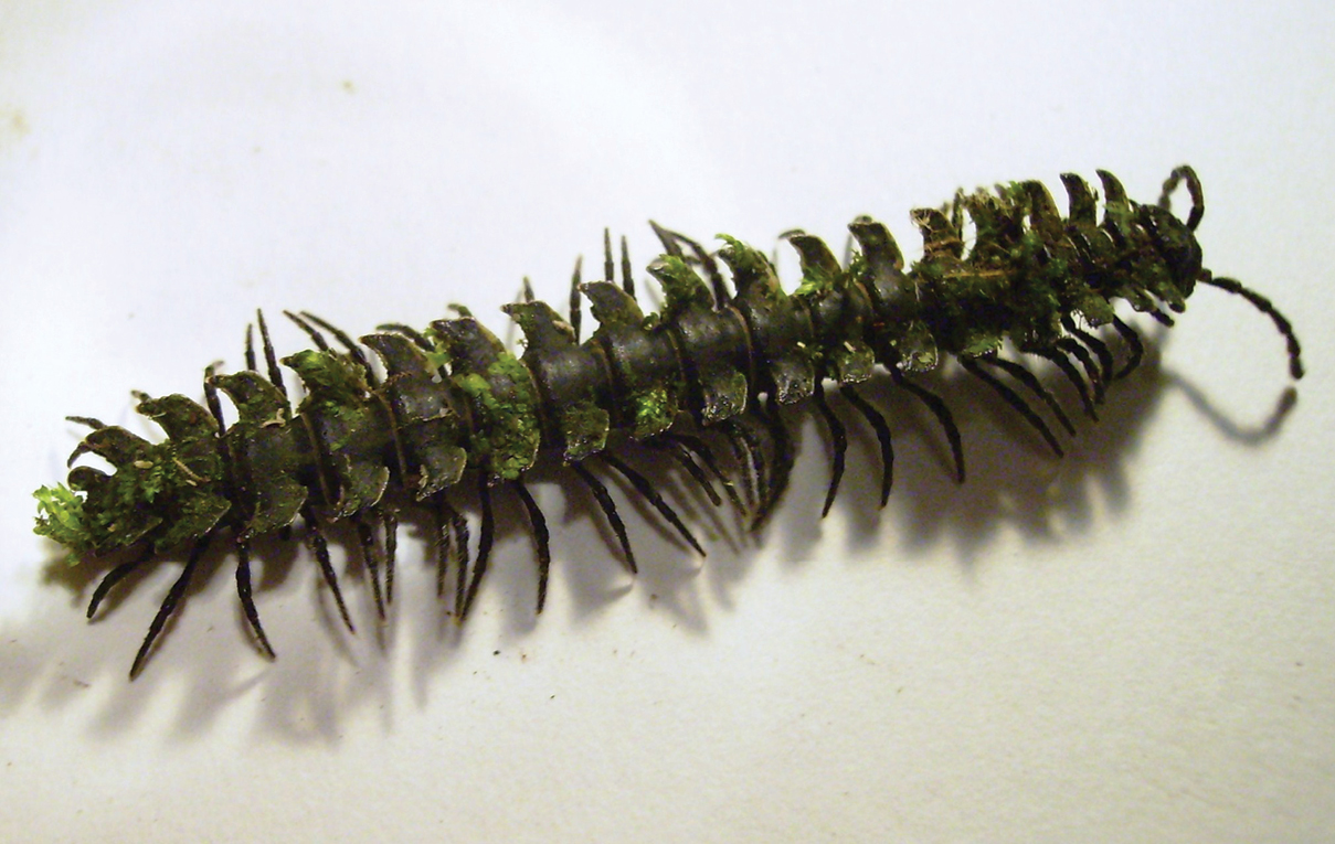 Other inter-species interactions