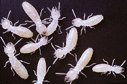 Termites