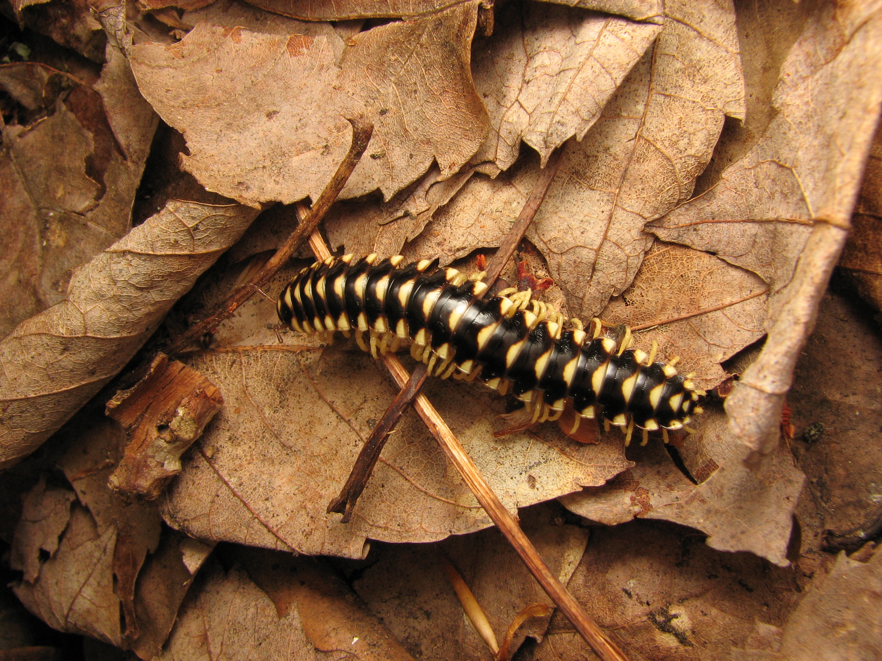 Subfamily Xystodesminae